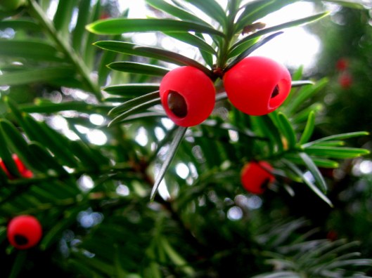 yew berries and seeds