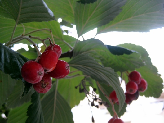 whitebeam berries