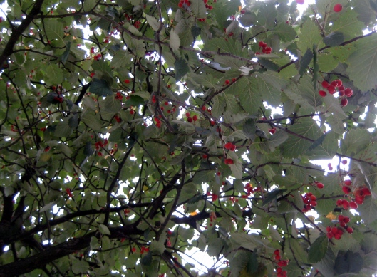 Sorbus intermedia tree